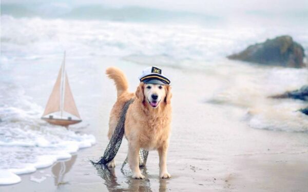 Traveling with Pets & Helping Lost Animals - traveling with dog pets french riviera 1